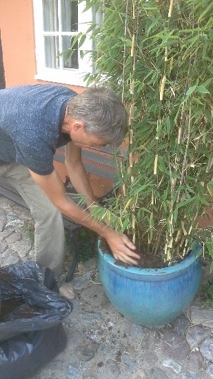 Søren planter i Bambuskrukke