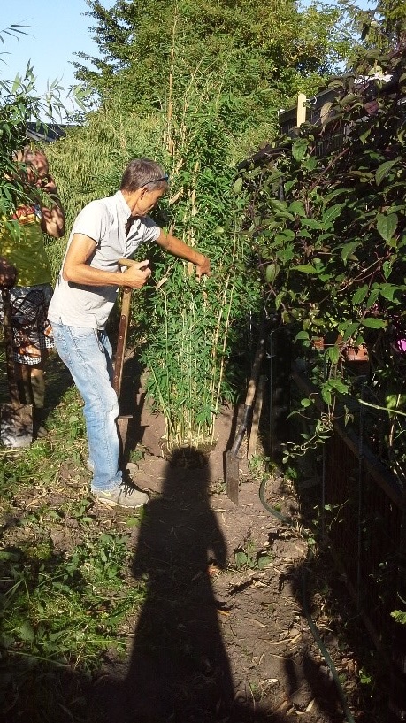 Søren-bambusmand-passer-hæk