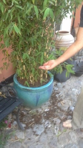 Søren gøder Bambus