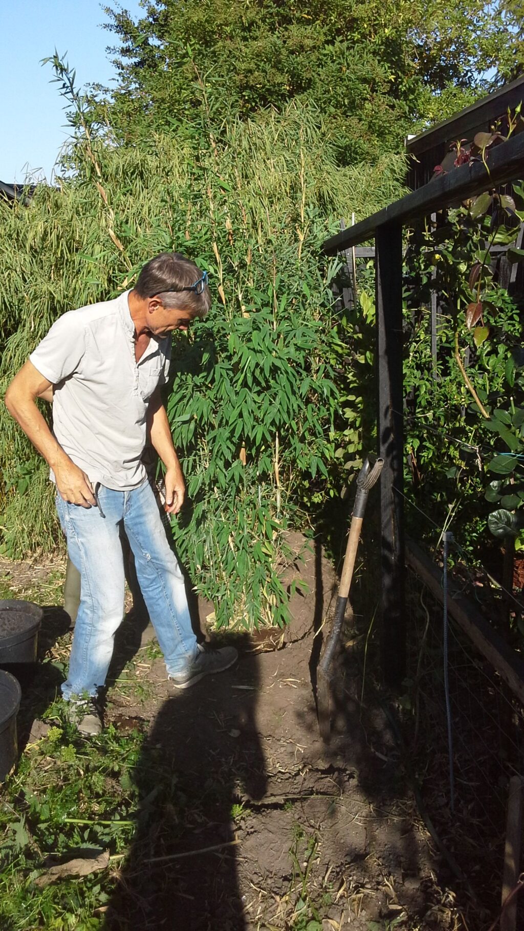 Søren planter bambus om sommeren