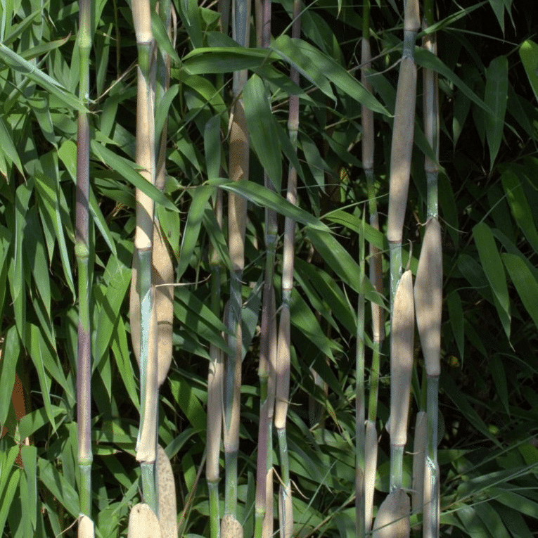 Ivory-Ibis