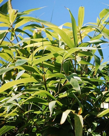 Sasa Japonica