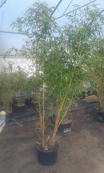 Phyllostachys Aureocaulis