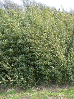 Phyllostacus Bissetii